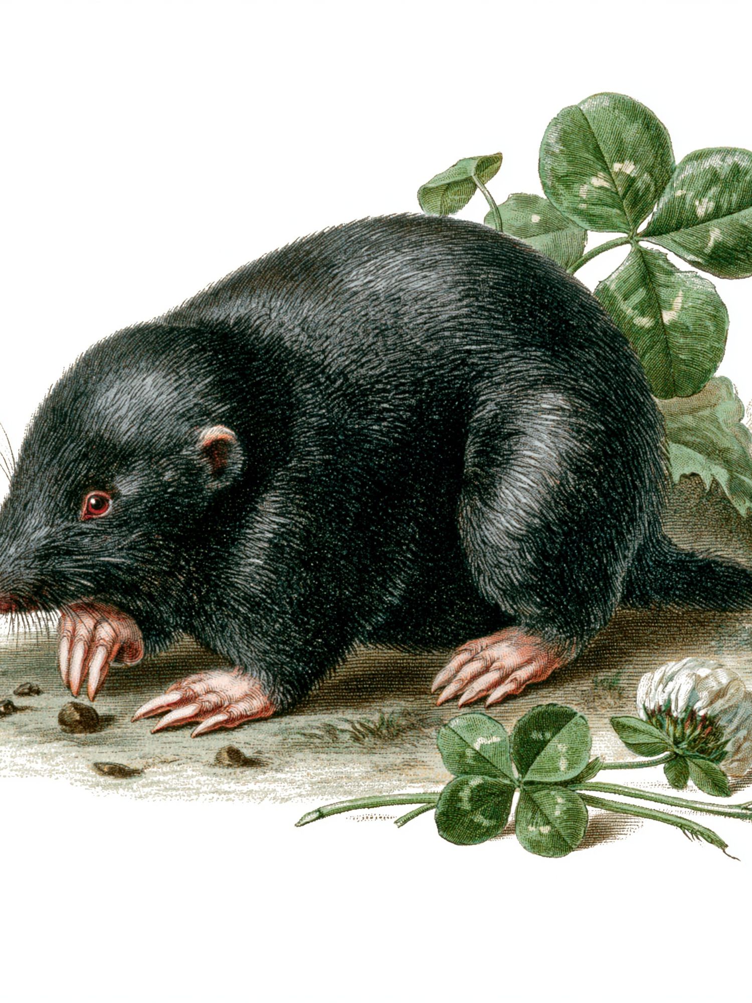 Black Mole Botanical Print. poster detail
