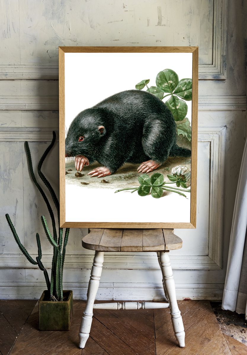 Black Mole Botanical Print. — room view 1