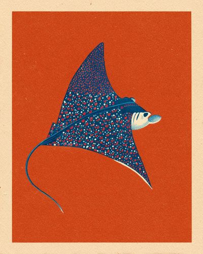 Manta Ray Illustration Poster. poster