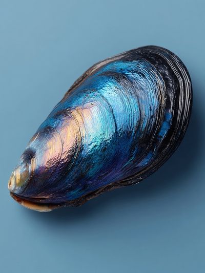 Blue Mussel Shell — Photography Print. poster print