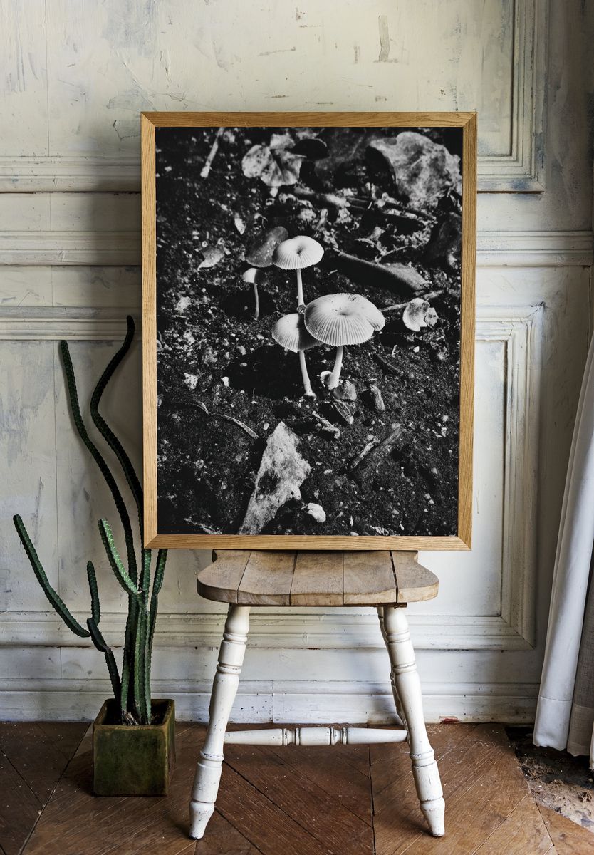 Mushrooms in Black and White Poster. — room view 1