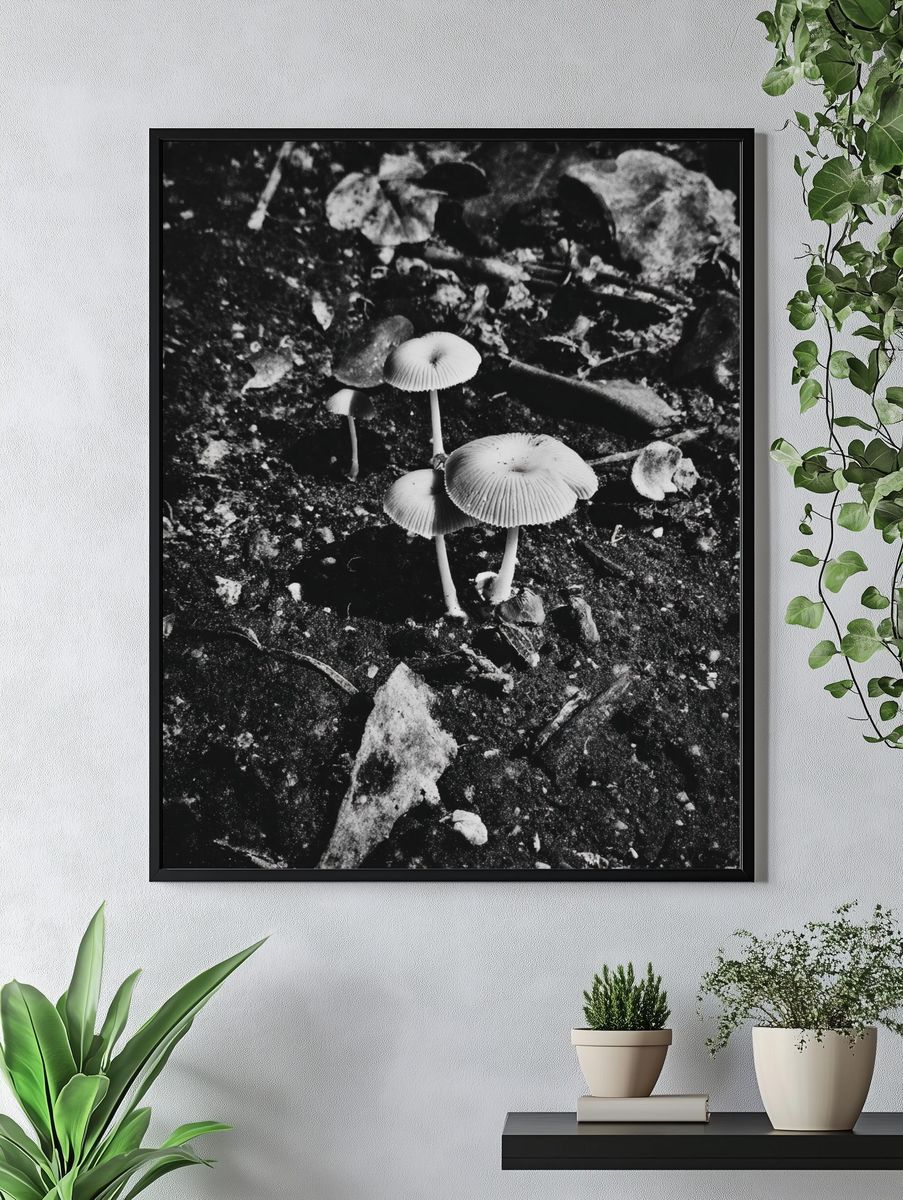 Mushrooms in Black and White Poster. — room view 4