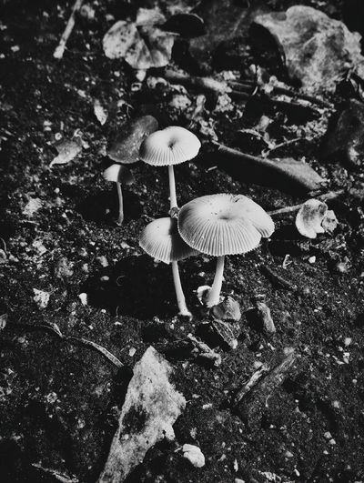 Mushrooms in Black and White Poster. poster