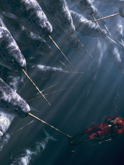 Narwhal Encounter Illustration Poster. poster print