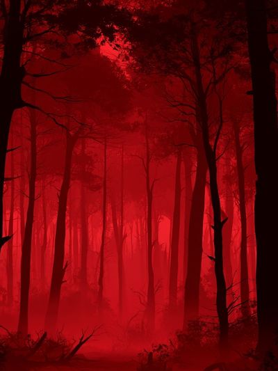Crimson Mist Forest Photography Poster. poster