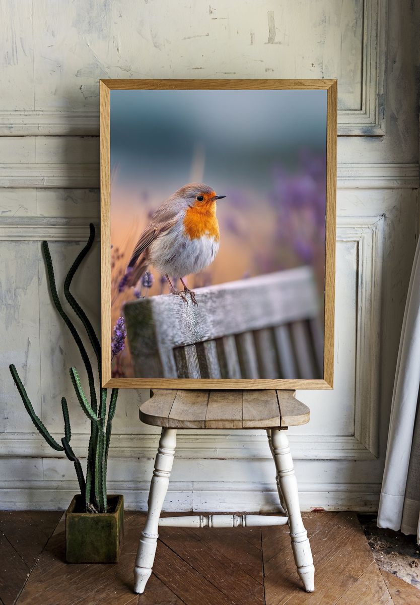 Robin Bird on Lavender — Photography Print room preview