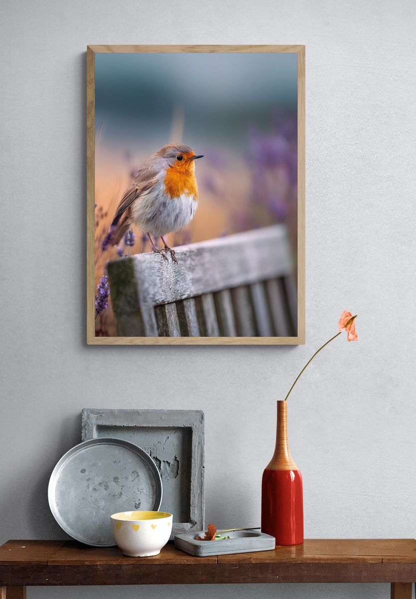 Robin Bird on Lavender — Photography Print. — room view 3