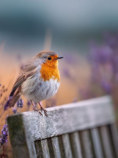 Robin Bird on Lavender — Photography Print. poster print