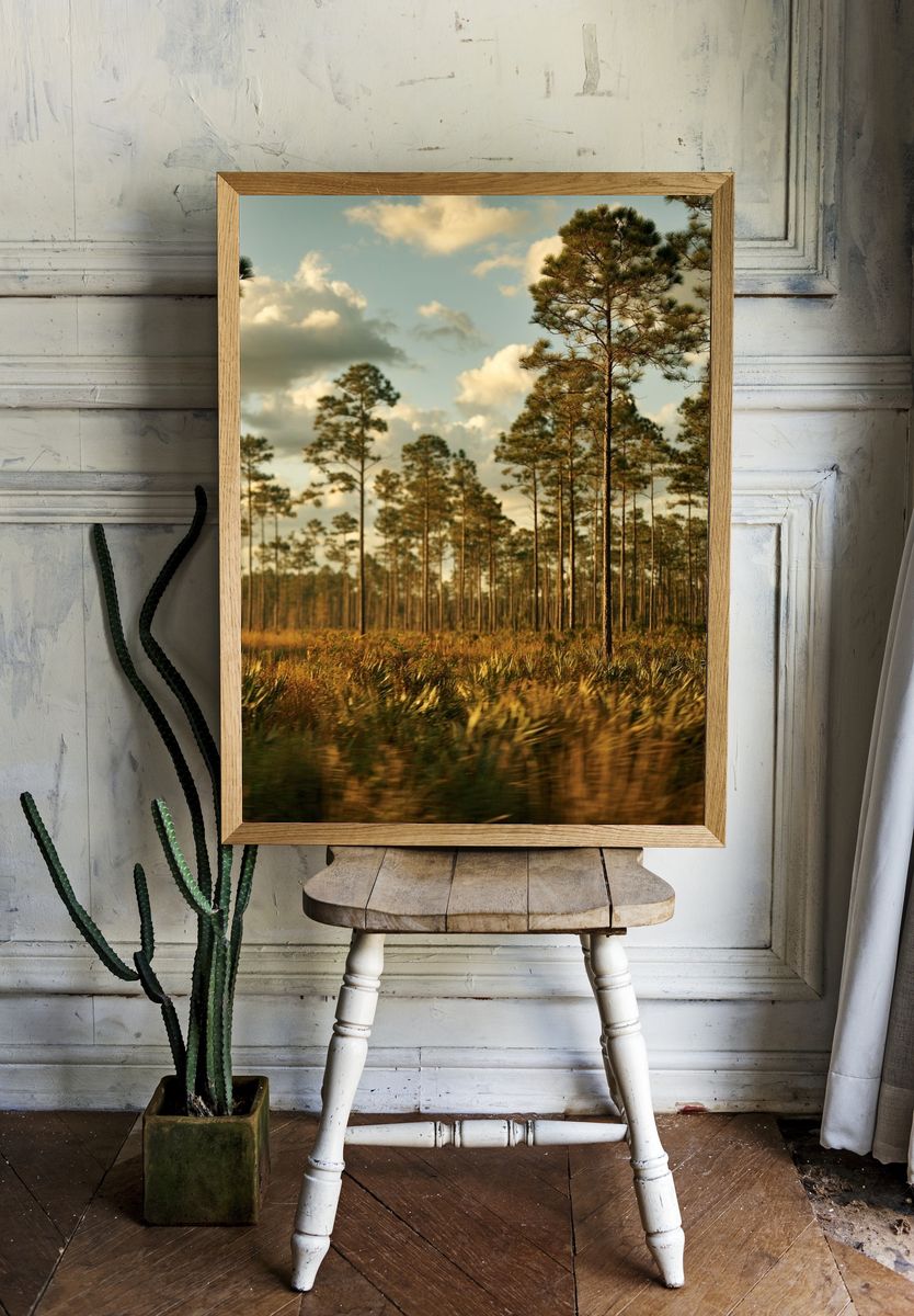 Pine Forest at Golden Hour Poster. — room view 1