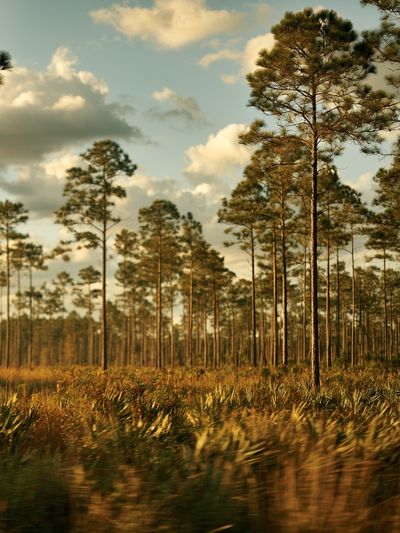 Pine Forest at Golden Hour Poster. poster
