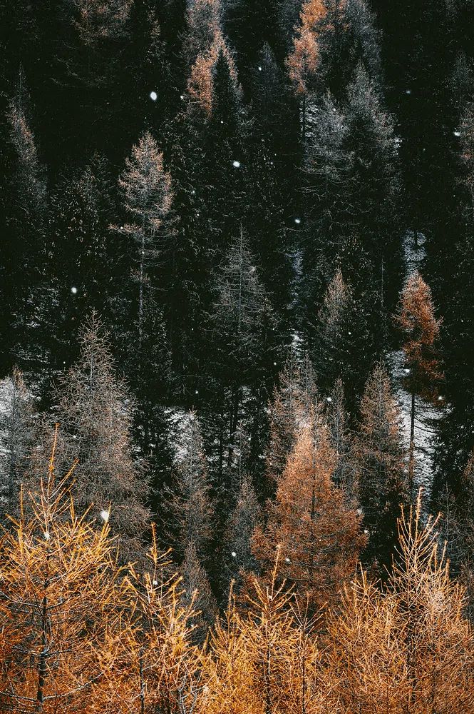 Snow in a woodland. poster detail