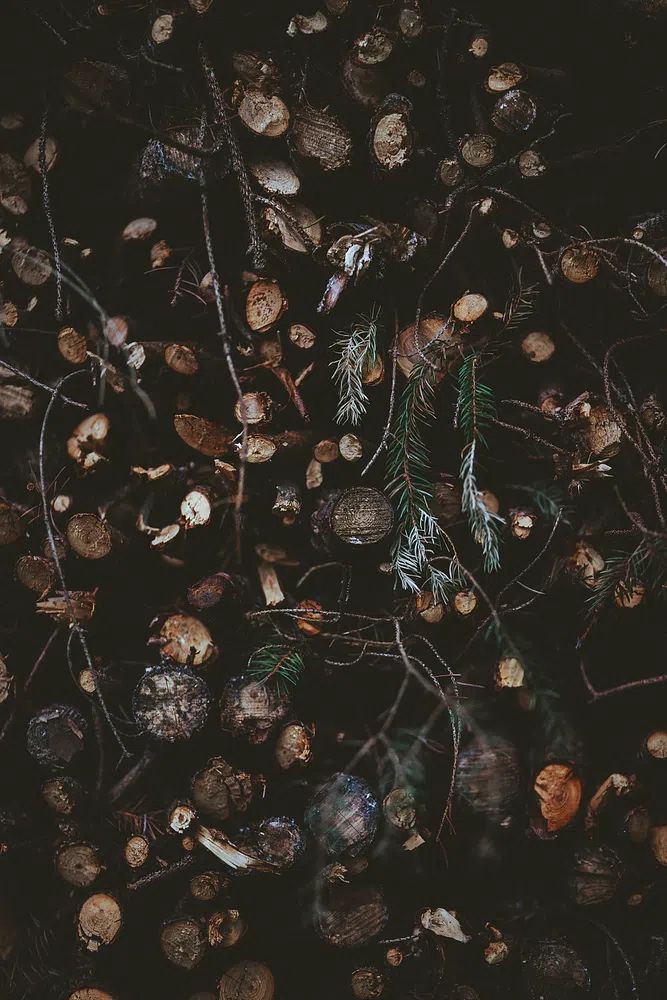 Dark Forest Floor Botanical Print. poster — nature art