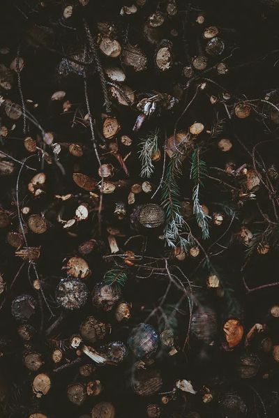 Dark Forest Floor Botanical Print.