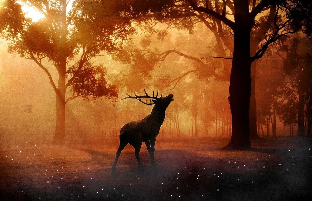 Majestic Stag in Misty Forest Poster. poster detail