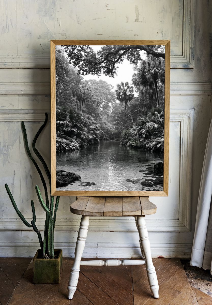 Tropical River Canopy Black-White Poster. — room view 1