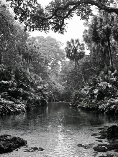 Tropical River Canopy Black-White Poster. poster