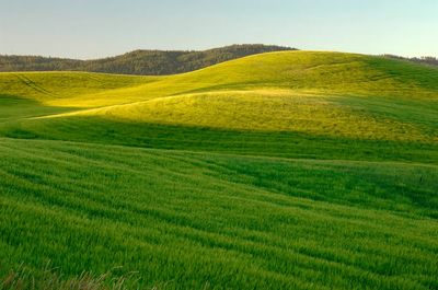 farm located Moscow, Idaho July.