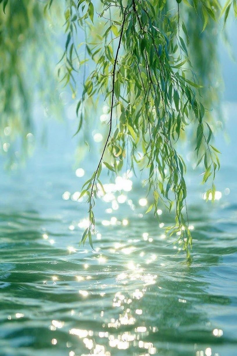 Willow Leaves by Water Photography Poster. poster detail