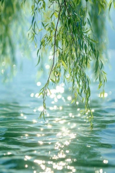 Willow Leaves by Water Photography Poster.