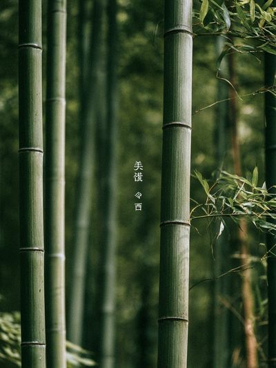 Bamboo Grove Serenity Print. poster