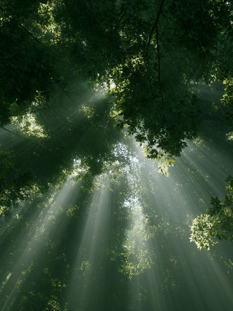 Sunlit Forest Canopy Poster. poster detail