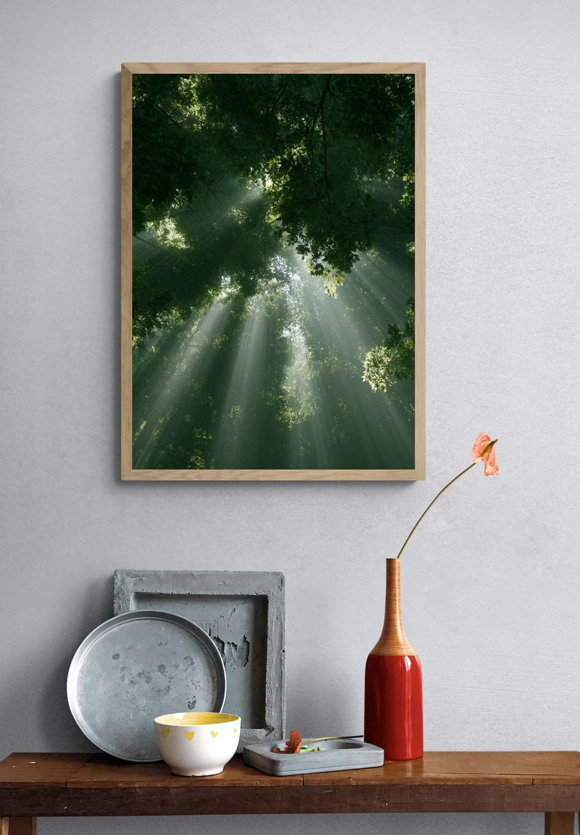 Sunlit Forest Canopy Poster. — room view 3