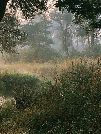 Misty Forest Meadow Poster.