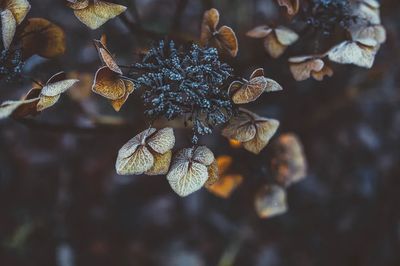 Frosted Hydrangea Leaves — Nature Print. poster