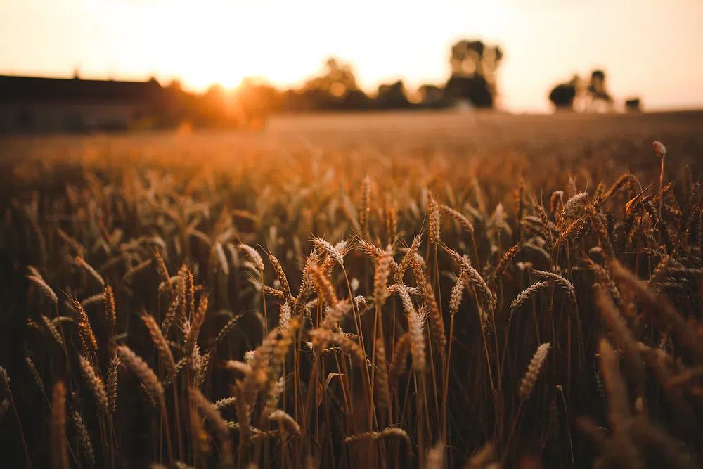 Field barley summer. Visit Kaboompics. poster detail