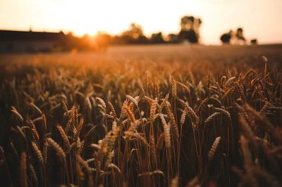 Field barley summer. Visit Kaboompics. poster