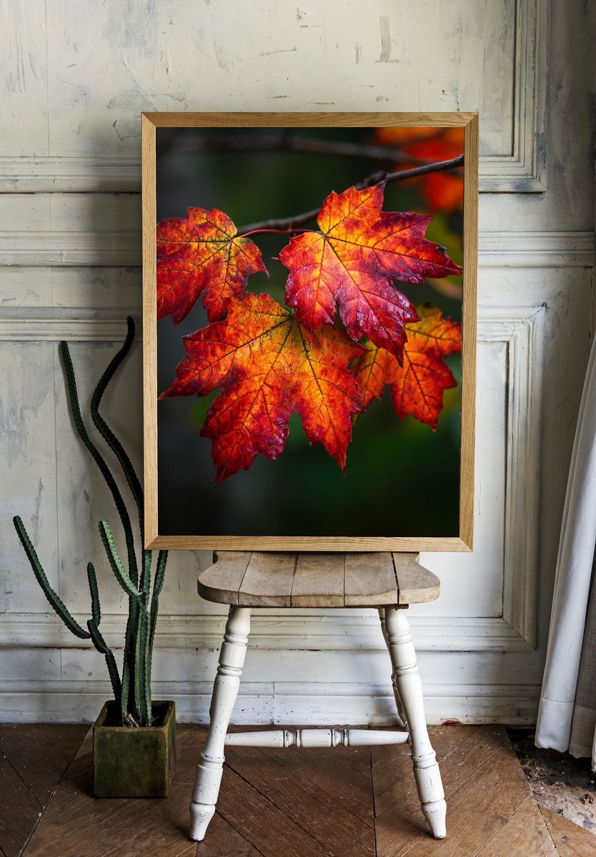 Autumn Maple Leaves Nature Print. — room view 1