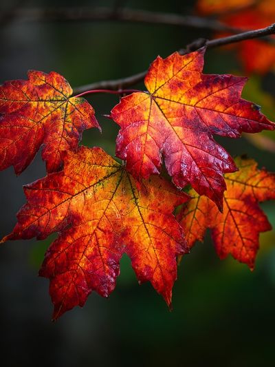 Autumn Maple Leaves Nature Print. poster