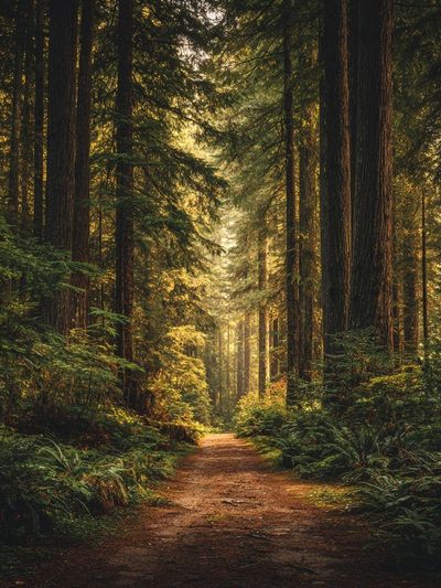 Misty Redwood Forest Poster. poster