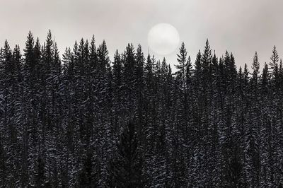 Sun fog.
