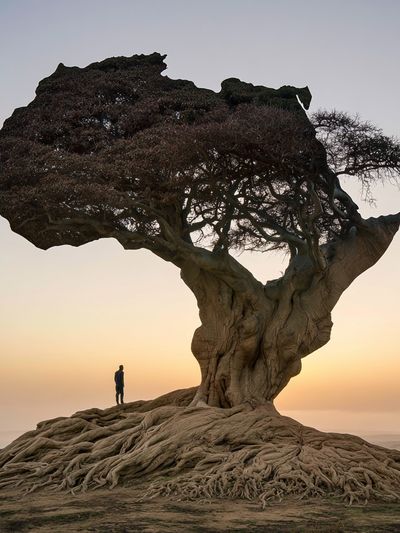 Solitary Tree at Sunset Poster. poster