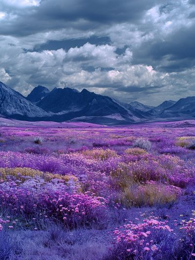 Purple Wildflower Mountain Landscape Poster.