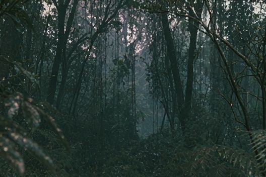 Misty Forest Canopy Poster. poster detail