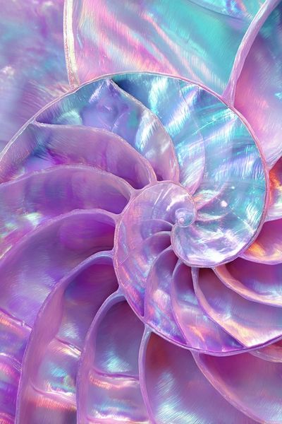 Iridescent Nautilus Shell — Nature Print