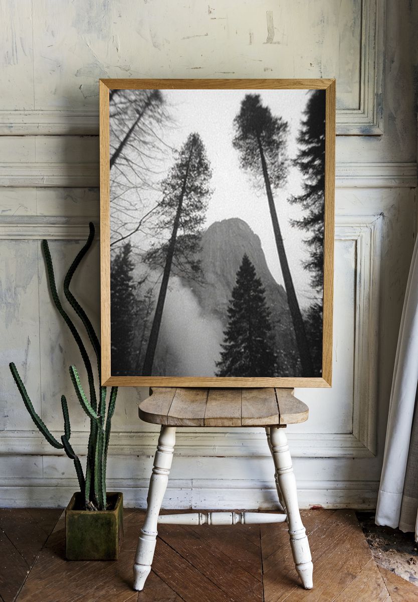Misty Pine Forest Black-White Poster. — room view 1