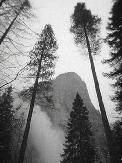 Misty Pine Forest Black-White Poster. poster
