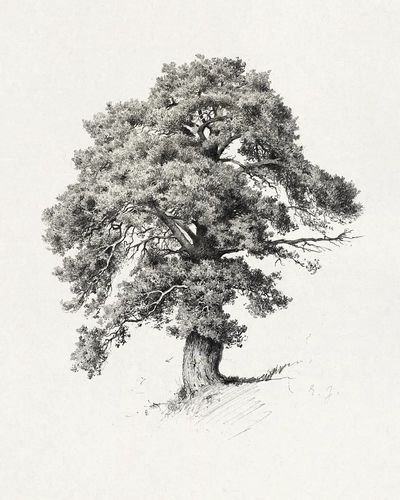 Mänty. Todennäk. 1880-luvun jälkipuol. Mer.