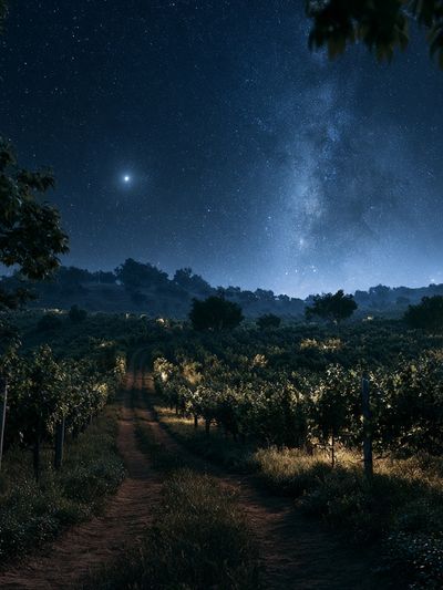 Starry Vineyard Nightscape Poster. poster