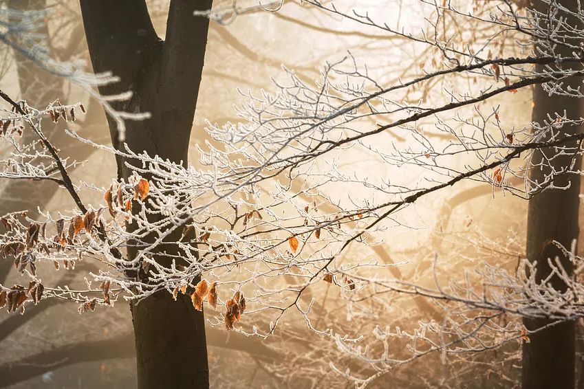 Sun illuminates branches their few. poster — nature art