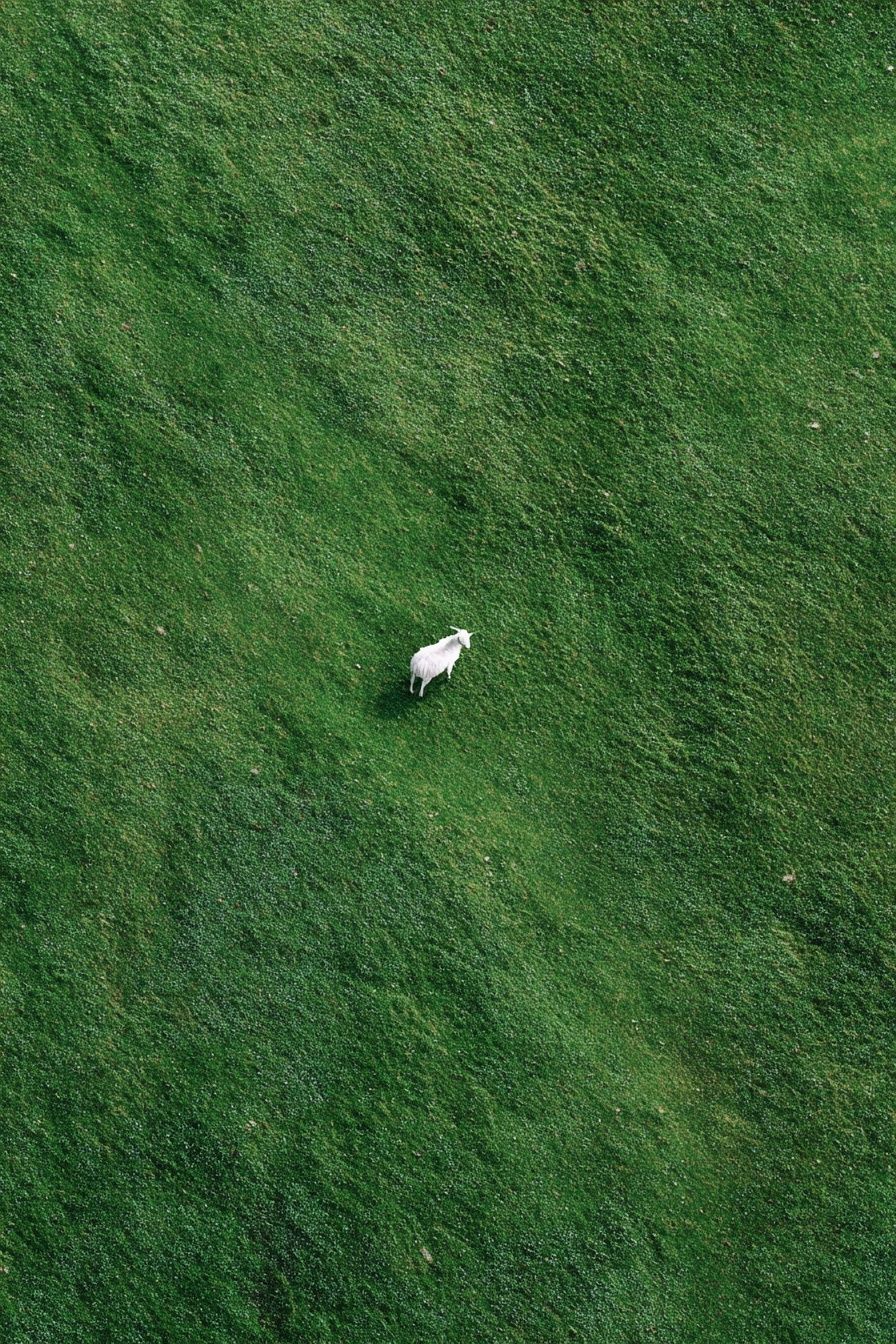 Lone Goat in Green Field Poster. poster — nature art