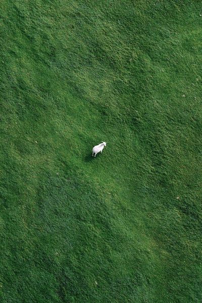 Lone Goat in Green Field Poster. poster print