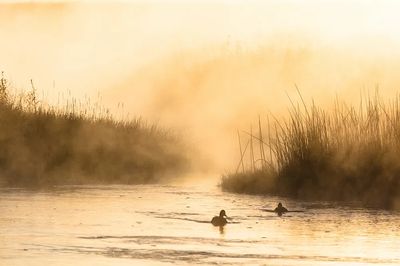 Ducks in Misty Morning Water — Nature Poster. poster