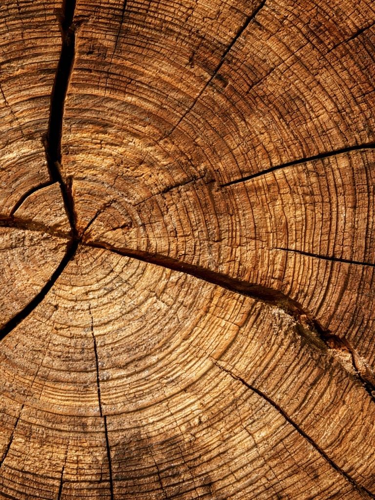 Tree Rings Texture Print. poster — nature art