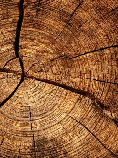 Tree Rings Texture Print.