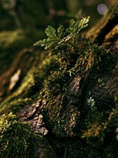 Mossy Tree Bark Forest Print. poster — nature art