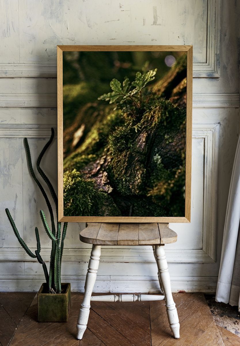 Mossy Tree Bark Forest Print. — room view 1